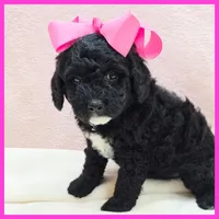 Katie, a female Poodle - Miniature  for sale in Austin, TX – 1 of 3