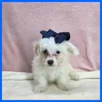 Milo, a male Maltipoo for sale in Austin, TX – 3 of 3