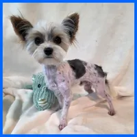 Jayden, a male Morkie for sale in Taylor, TX – 4 of 4