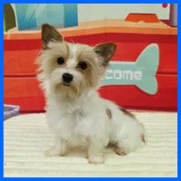 Gizmo, a male Morkie for sale in Austin, TX – 2 of 3