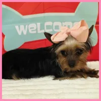Fern, a female Morkie for sale in Austin, TX – 2 of 4