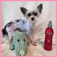 Jayden, a male Morkie for sale in Taylor, TX – 3 of 4