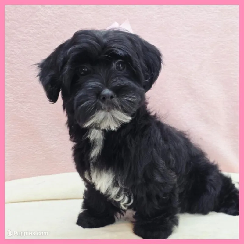 Janet – Yorkipoo puppy for sale in Taylor, TX
