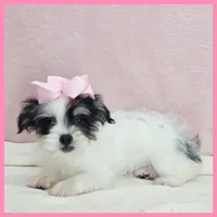 Josie, a female Yorkipoo for sale in Taylor, TX – 3 of 5