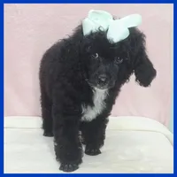 King, a male Poodle - Miniature  for sale in Taylor, TX – 2 of 4