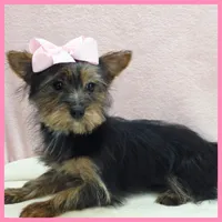 Hanna, a female Morkie for sale in Austin, TX – 1 of 4
