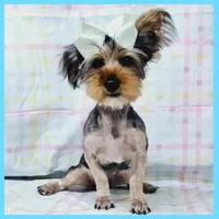 Felipe, a male Yorkshire Terrier for sale in Taylor, TX – 4 of 4