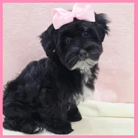Janet, a female Yorkipoo for sale in Taylor, TX – 2 of 4