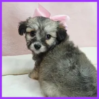 Maya, a female Maltipoo for sale in Austin, TX – 2 of 3