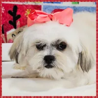 Bonita, a female Maltese and Shih Tzu for sale in Austin, TX – Photo 3 of 3