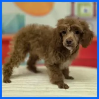 Kyle, a male Poodle - Miniature  for sale in Austin, TX – 2 of 3