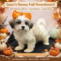 Issac, a male Maltese and Shih Tzu for sale in Taylor, TX – 3 of 5