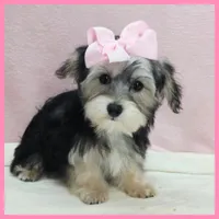 Jenna, a female Yorkipoo for sale in Austin, TX – 6 of 7