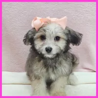 Maya, a female Maltipoo for sale in Austin, TX – 1 of 3