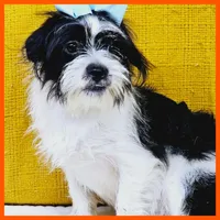 Eddie, a male Pug and Shih Tzu for sale in Austin, TX – 5 of 5