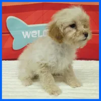 Kevin, a male Poodle - Miniature  for sale in Austin, TX – 2 of 3