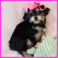 Isabella, a female Pug and Yorkshire Terrier for sale in Austin, TX – 2 of 5