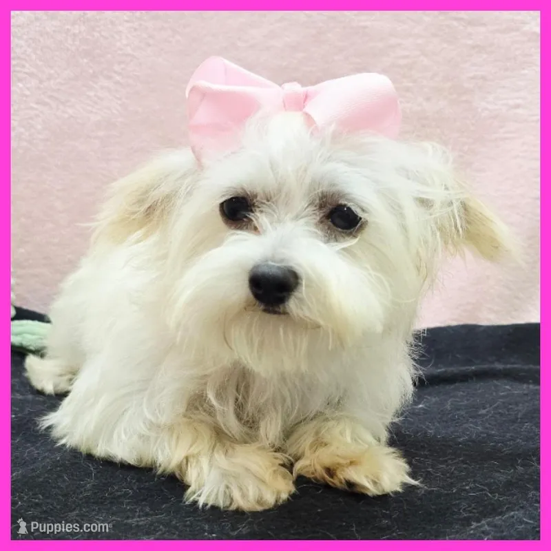 Izzy – Morkie puppy for sale in Taylor, TX