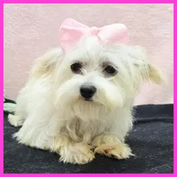 Izzy, a female Morkie for sale in Taylor, TX – 1 of 4