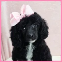 Katie, a female Poodle - Miniature  for sale in Austin, TX – 4 of 4