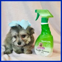 Issac, a male Pug and Yorkshire Terrier for sale in Austin, TX – 3 of 3