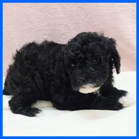 Ken, a male Poodle - Miniature  for sale in Austin, TX – 2 of 3