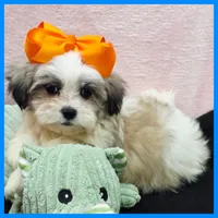 Issac, a male Maltese and Shih Tzu for sale in Austin, TX – 4 of 4