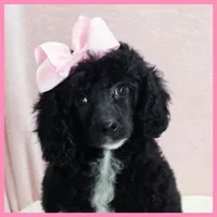 Katie, a female Poodle - Miniature  for sale in Taylor, TX – 5 of 5