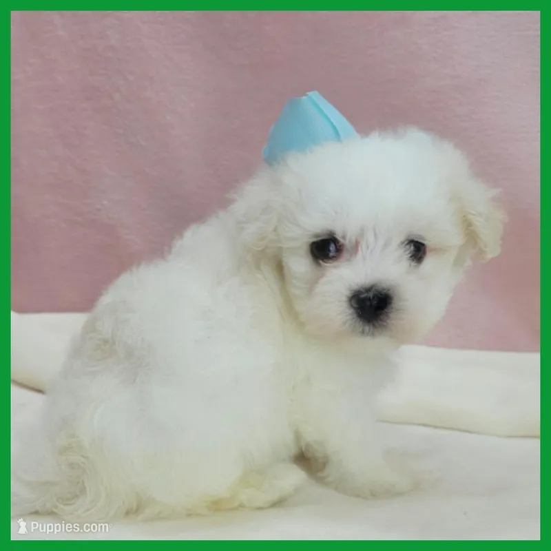 Max – Maltipoo puppy for sale in Austin, TX