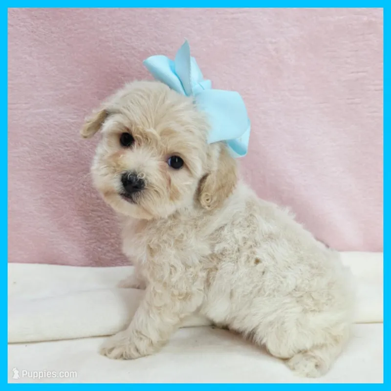Lucas – Maltipoo puppy for sale in Austin, TX