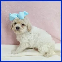 Liam, a male Maltipoo for sale in Austin, TX – 2 of 3