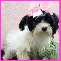 Harmony, a female Morkie for sale in Austin, TX – 5 of 5