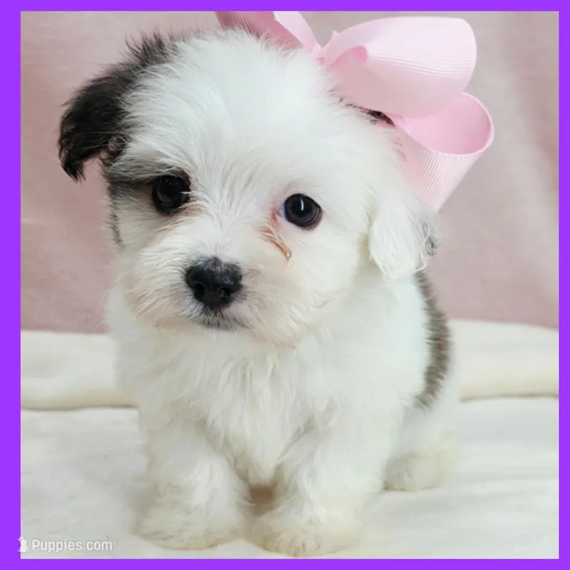 Maggie – Maltipoo puppy for sale in Austin, TX