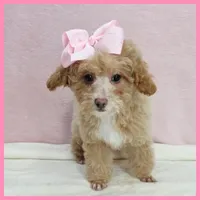 Kansas, a female Poodle - Miniature  for sale in Taylor, TX – 2 of 5