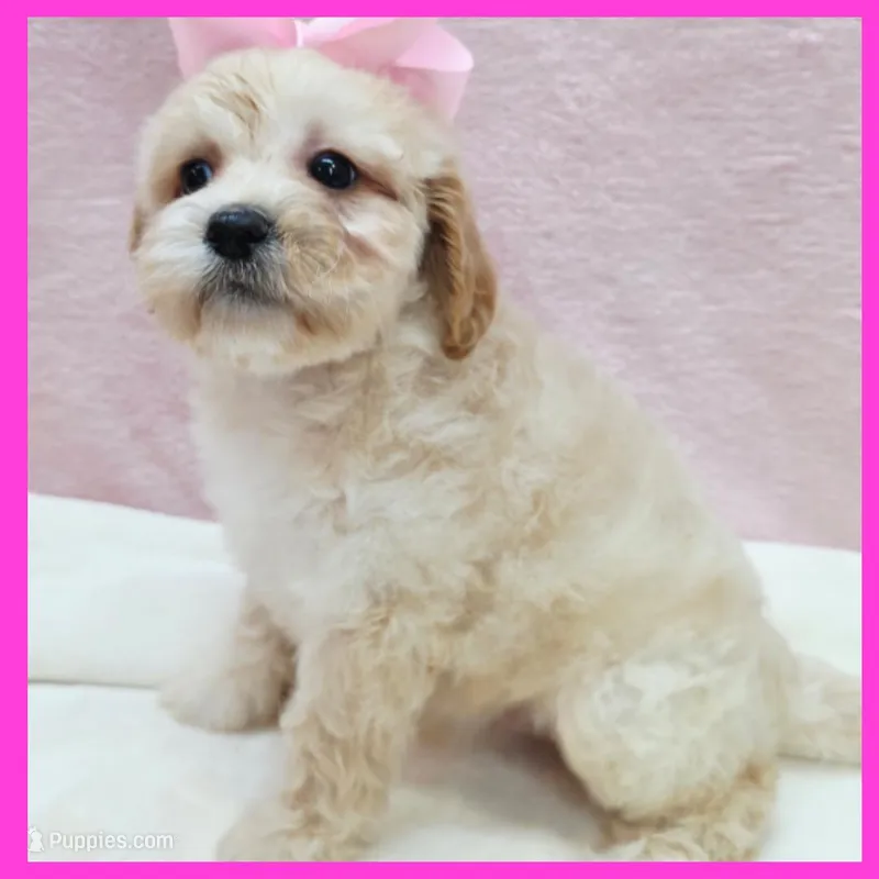 Lucy – Maltipoo puppy for sale in Austin, TX