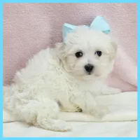 Mason, a male Maltipoo for sale in Austin, TX – 4 of 4