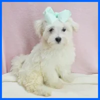 Mason, a male Maltipoo for sale in Austin, TX – 1 of 3