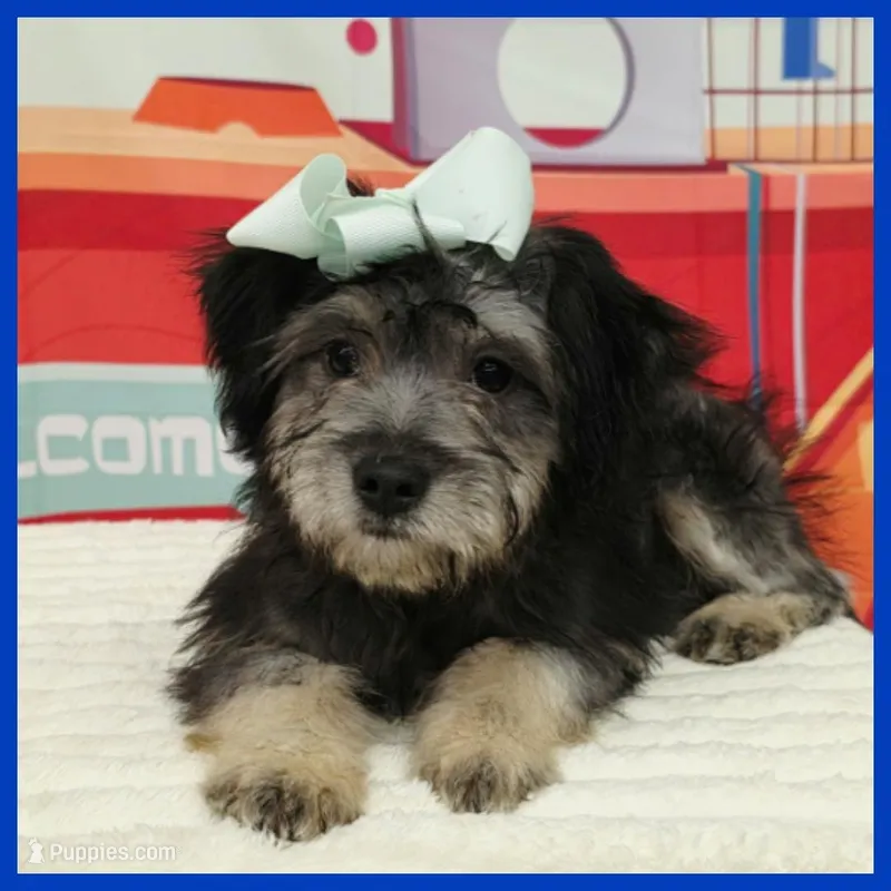 Nico – Standard Schnauzer puppy for sale in Austin, TX