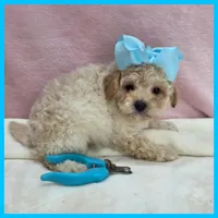 Logan, a male Maltipoo for sale in Austin, TX – 4 of 4