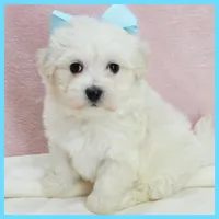 Mason, a male Maltipoo for sale in Austin, TX – 2 of 4