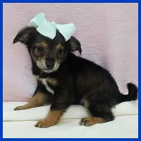 Nugget, a male Miniature Schnauzer for sale in Austin, TX – 3 of 3