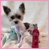 Jayden, a male Morkie for sale in Taylor, TX – 1 of 4
