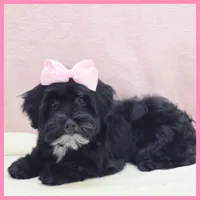 Janet, a female Yorkipoo for sale in Taylor, TX – 3 of 4