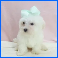 Max, a male Maltipoo for sale in Austin, TX – 3 of 3