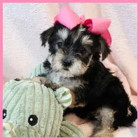 Jenna, a female Yorkipoo for sale in Austin, TX – 3 of 3
