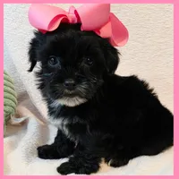 Janet, a female Yorkipoo for sale in Austin, TX – 2 of 3