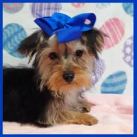 Quillage, a male Morkie for sale in Austin, TX – 3 of 4