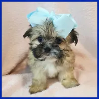 Iggy, a male Pug and Yorkshire Terrier for sale in Austin, TX – 3 of 3