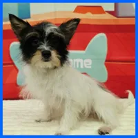 Henry, a male Morkie for sale in Austin, TX – 4 of 4