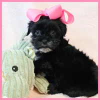 Janet, a female Yorkipoo for sale in Austin, TX – 1 of 3